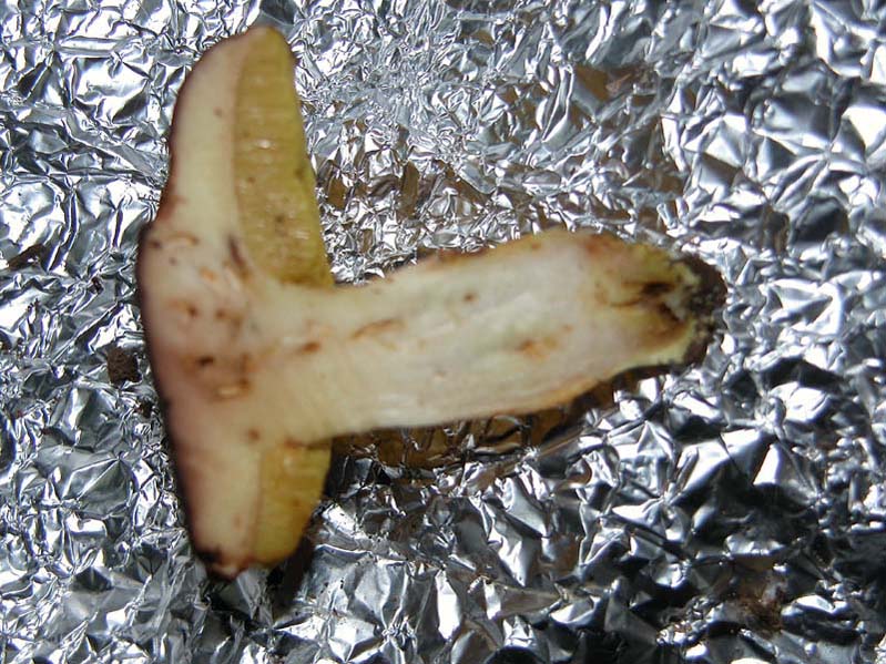 Xerocomus d.d.